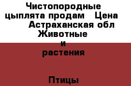 Чистопородные цыплята продам › Цена ­ 70 - Астраханская обл. Животные и растения » Птицы   . Астраханская обл.